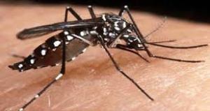 mosquito - zika